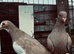 Germany Pigeon
