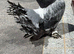 Indian fantail