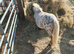Miniature yearling spot colt