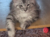 Amazing mainecoons