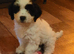 Cockerpoo boy ready now