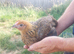 Chicks, Chickens, Ducklings & Hatching Eggs