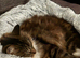 Long haired domestic cat
