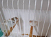 Pair of zebra finches & 3 babies