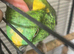 Female Orange Winged Amazon