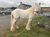 Gypsy cob