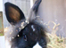 2 female lionhead x Dutch