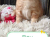 Ginger and other gorgeous kittens ready now