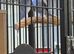 DF violet ringneck + violet pair