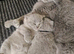 Two Stunning British Shorthair Kittens