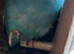 proven pair lineolated parakeets