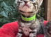 FULL GINGER KITTENS AND GREY TABBY KITTENS TO RESERVE