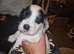 Puppies born 24th june 2026