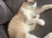 ragdoll girl for sale
