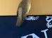 Galah cockatoo