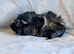 Bonded Pair Abyssinian Boars