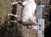 Few spot mare in foal
