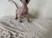 *REDUCED* Canadian Sphynx girl
