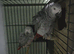 A bonded pair of African Grey parrots.