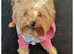 Beautiful Purebred mini Yorkshire Terriers
