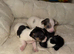 Jack Russell puppies