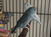 A Stunning Pair Of Blue Parrotlets. Ready To Breed