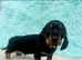 Dachshund puppy
