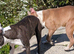 Stunning 10 week old Boston Terrier pups forever loving homes only