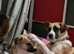 Ruby collie cross