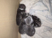 Scottish fold crosses 2 female 1 male