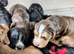 Exceptional Home Reared Cocker Spaniel Puppies