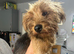 Yorkshire terrier boy