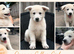 KC WSS Champion Bloodline stunning puppies