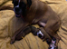 KC registered Red Girl Boxer Pups