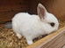 Netherland dwarf girl