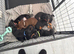 Dachshund puppy&rsquo;s