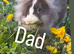 Lion head baby rabbits