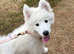 12 week girl Samoyed