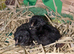 Day old serama chick one left and two black Pekin bantums