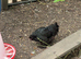 Polish bantam chickens