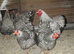 Silver Laced Wyandotte Bantam Hatching Eggs.