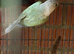 Conure pair