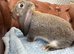 Giant pure bred French lop rabbits will be huge bunnies