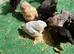 Bantam chickens