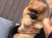 READY TO GO POM PUPPIES