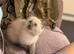Bluepoint Ragdoll female