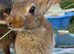 2 beautiful male Belgian hares