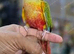 Baby Pineapple conure hand reared available,7