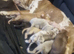 Mastiff x grey merle