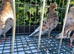 5 almond Portuguese cocks